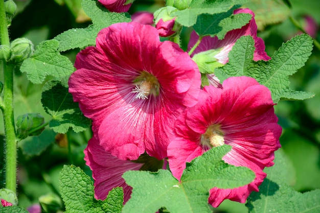 Alcea rosea, planta ornamental da família malvaceae.