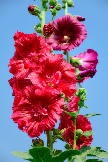 Alcea rosea, planta ornamental de la familia Malvaceae.
