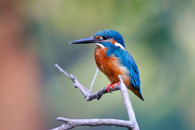 Alcedo atthis Vögel von Thailand