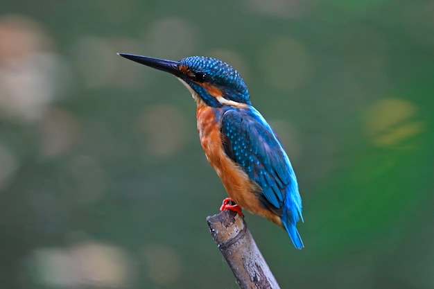 Alcedo de kingfisher comum atthis belo macho aves da tailândia