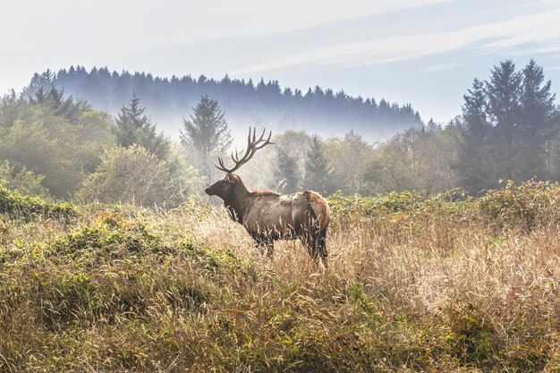 Alces com cervos reais no Parque Nacional de Yosemite