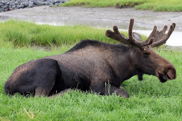 Alces en la hierba