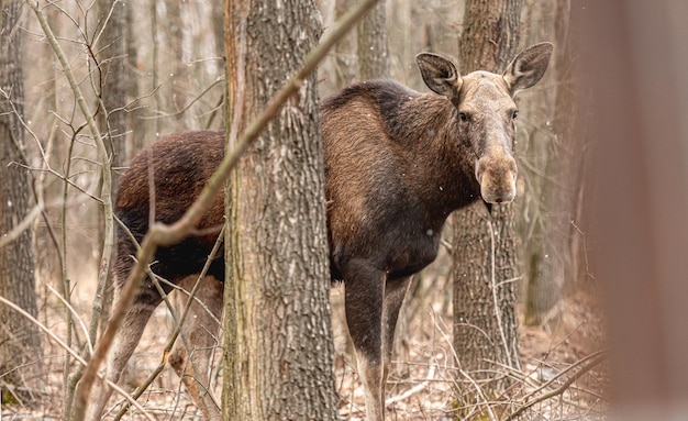 Alces majestuosos en la madera