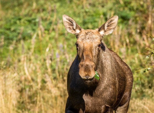 Alces ou alces europeus Alces alces fêmea comer folhas verdes