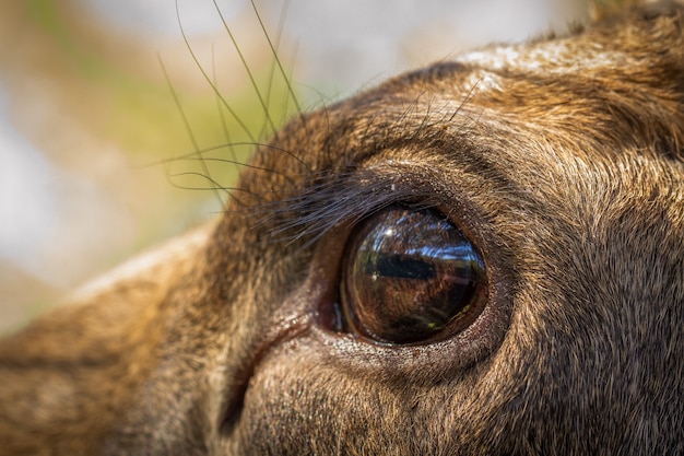 Alces ou alces europeus alces alces olhos femininos close-up