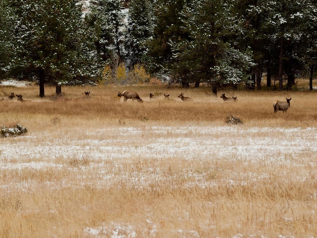 Alces en el Parque Nacional de las Montañas Rocosas, Colorado