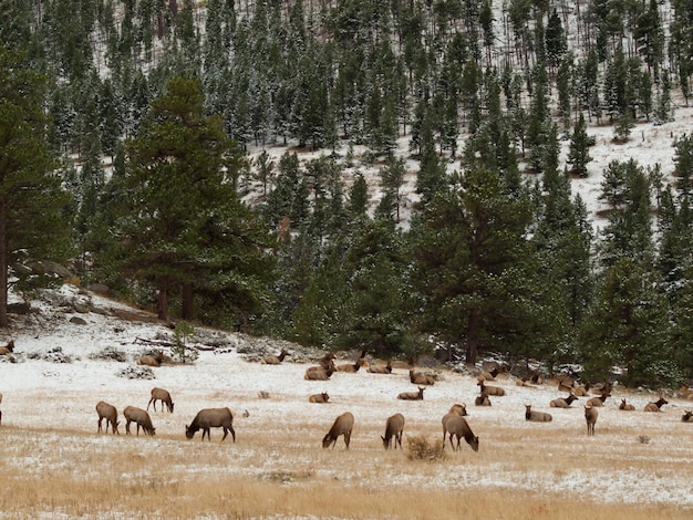 Alces en el Parque Nacional de las Montañas Rocosas, Colorado