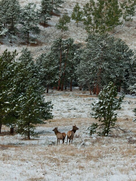 Alces en el Parque Nacional de las Montañas Rocosas, Colorado