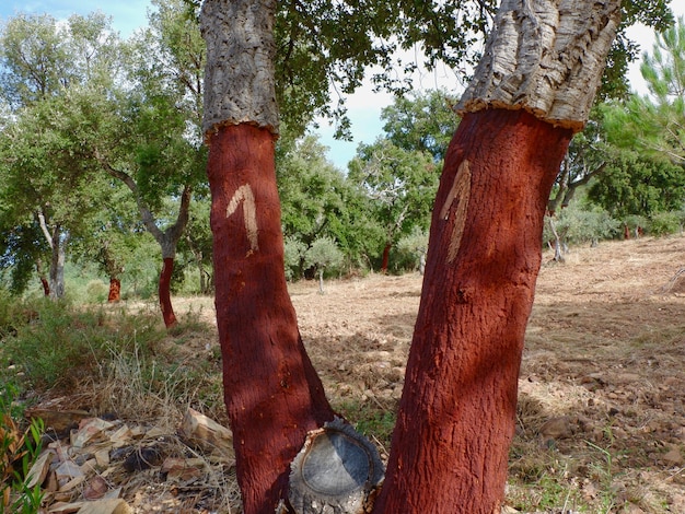 Los alcornoques después de quitar la piel, los números indican el año en que se toma la corteza Portugal Europa