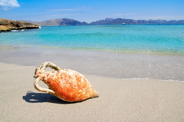 Alcudia playa mallorquina con ánfora romana