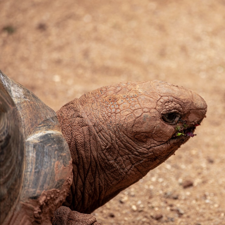 Foto aldabra giant tortoise comendo, tomando banho de sol.