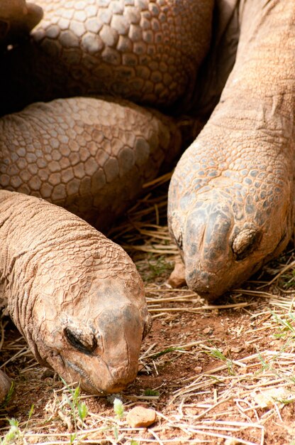 Aldabra giant tortoise