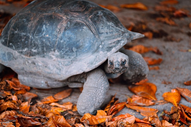 Aldabra-Riesenschildkröte auf der Insel La Digue, Seychellen