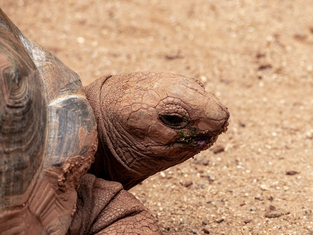 Aldabra-Riesenschildkröte beim Essen, Sonnenbaden.