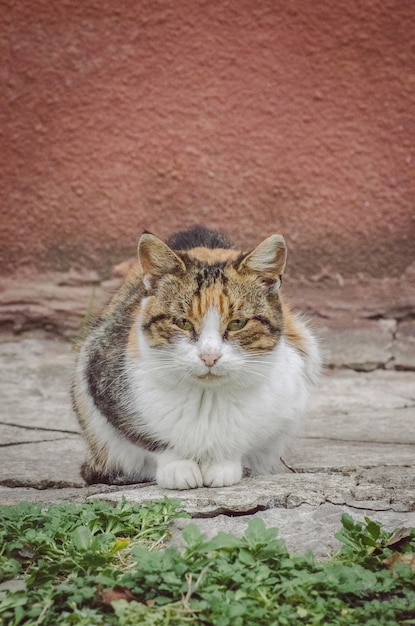 Aldea adulta gato descansando en la granja