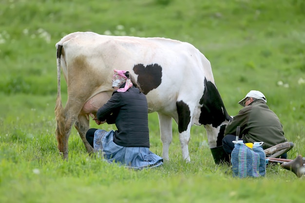 Los aldeanos ordeñan la vaca a mano