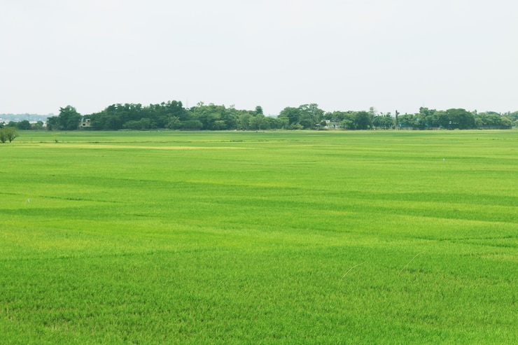 Aldeia Cenário Natural de Arroz ou campo de arroz.
