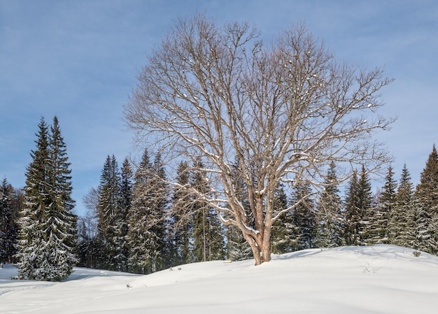 Aldeia de montanha alpina remota de inverno nos arredores do campo colinas bosques e fazendas