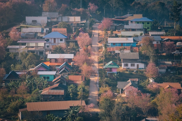 Aldeia de Rong Kla e árvore de Sakura ao nascer do sol no Parque Nacional de Phu Hin Rong Kla, província de Phitsanulok, Tailândia