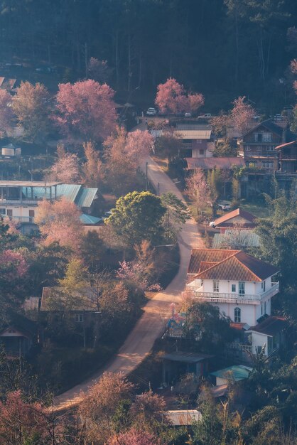 Aldeia de Rong Kla e árvore de Sakura ao nascer do sol no Parque Nacional de Phu Hin Rong Kla, província de Phitsanulok, Tailândia