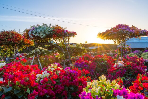 Foto aldeia de tambores de bougainvillea floresce em todo o jardim de flores cho lach ben tre vietnã preparando flores de transporte para o mercado para venda no feriado de tet