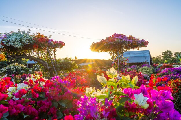 Foto aldeia de tambores de bougainvillea floresce em todo o jardim de flores cho lach ben tre vietnã preparando flores de transporte para o mercado para venda no feriado de tet