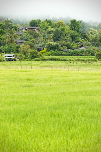 Aldeias rurais da Tailândia na zona asiática e campos de arroz entre as montanhas