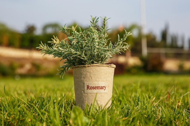 Foto alecrim em vaso de flores na grama do jardim