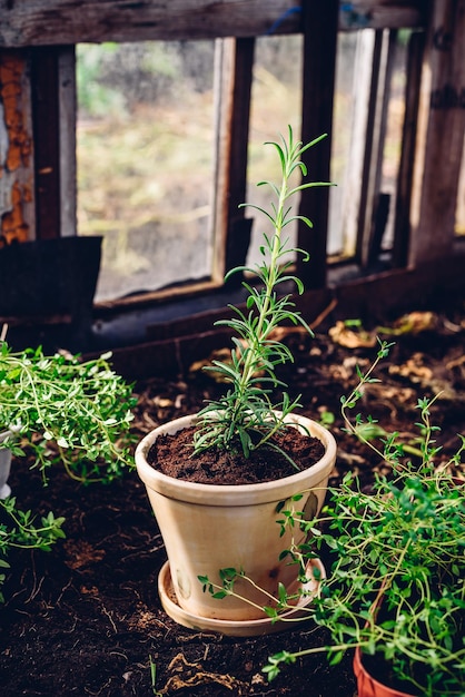 Alecrim replantado no jardim do quintal