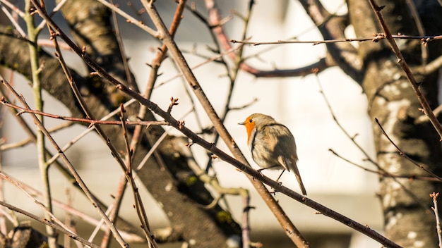 Alegre europeu robin (erithacus rubecula). primavera em sochi. rússia.