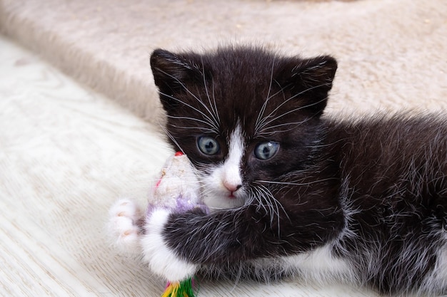 Alegre gatinho preto brincando com um brinquedo
