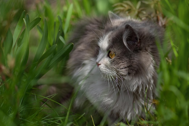 Alegre gato jovem posando na grama verde nas luzes do pôr do sol jovem gato em dia ensolarado ao ar livre