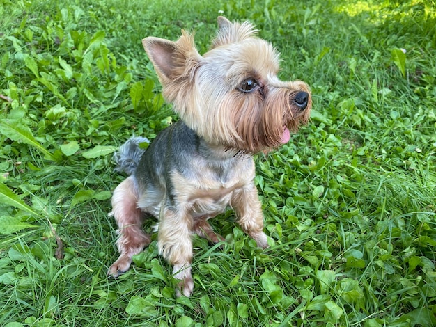 Foto alegre hermoso pequeño perro doméstico de pura raza yorkshire terrier se sienta en la hierba verde