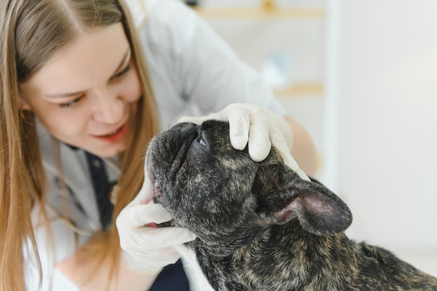 Alegre jovem veterinário cuidando e examinando um belo cão buldogue francês