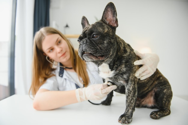 Alegre jovem veterinário cuidando e examinando um belo cão buldogue francês