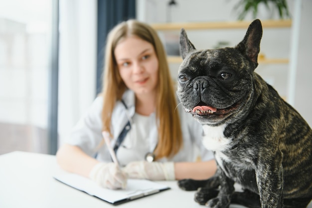 Alegre jovem veterinário cuidando e examinando um belo cão buldogue francês