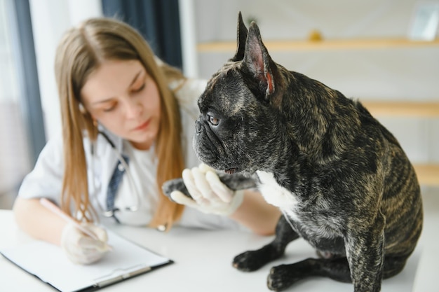 Alegre jovem veterinário cuidando e examinando um belo cão buldogue francês