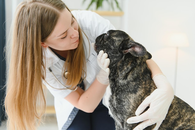 Foto alegre joven veterinario cuidando y examinando un hermoso perro bulldog francés