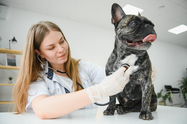 Alegre joven veterinario cuidando y examinando un hermoso perro bulldog francés