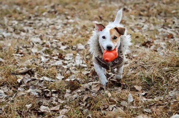 Alegre perro Jack Russell Terrier en ropa de paseo, corre con un juguete en los dientes