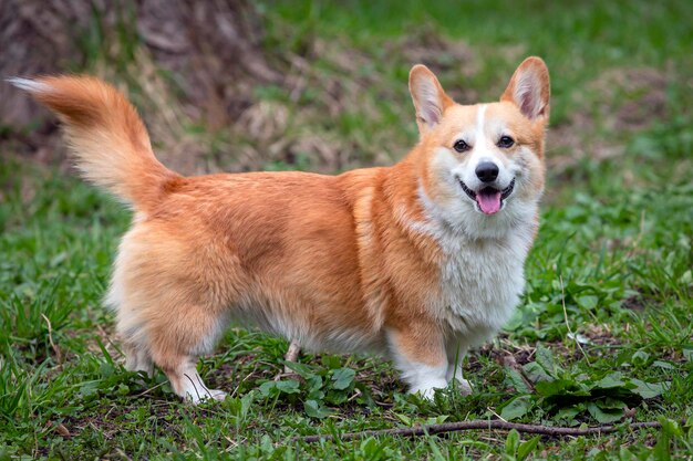 Foto el alegre perro welsh corgi pembroke en un paseo por el parque en un soleado día de verano