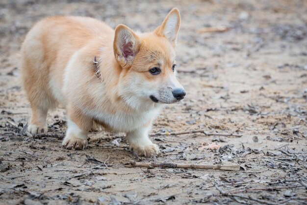 El alegre perro Welsh Corgi Pembroke en un paseo por el parque