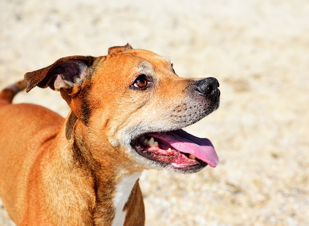 Alegre pit bull terrier americano