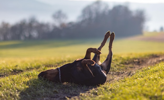 Alegre rottweiler cambalhotas no prado sob o sol da manhã