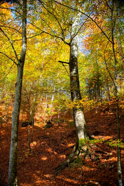 Alemanha Castelo de Neuschwanstein outono trilha de floresta de bordos trilha de floresta de bordo