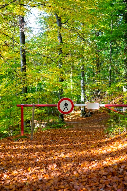 Alemanha Castelo de Neuschwanstein outono trilha de floresta de bordos trilha de floresta de bordo