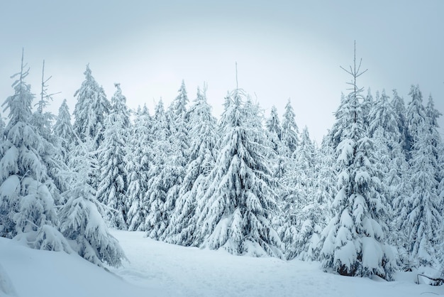 Alemanha, Hesse, Hochtaunuskreis, Feldberg, Winterlandscape com árvores cobertas de neve