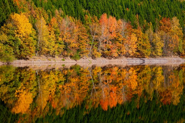 Alemania, bosque de otoño, reflejo de agua