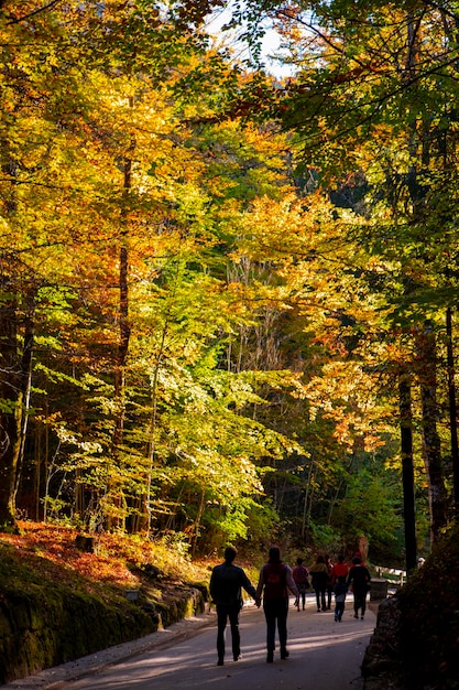 Alemania Castillo de Neuschwanstein otoño arces pista forestal pista forestal de arce