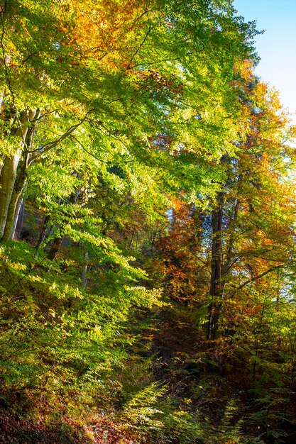 Foto alemania castillo de neuschwanstein otoño arces pista forestal pista forestal de arce
